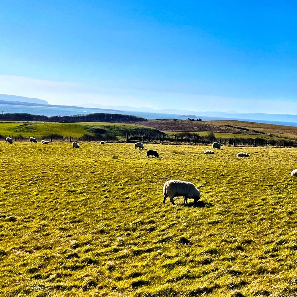 Meet your Posher, Liz